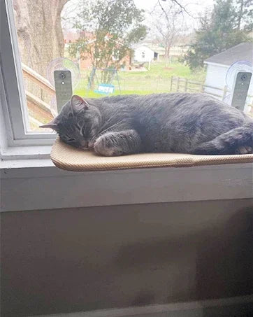 Foldable Cat Window Perch Cordless Cat Window Hammock with 4 Strong Suction Cups Windowsill Cat Beds Seat for Indoor Cats Inside