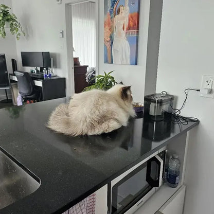 Cat Water Fountain with USB Dispenser Auto Filter Recirculate Black Transparent Cats Drinker Automatic Pet Drinking Accessories